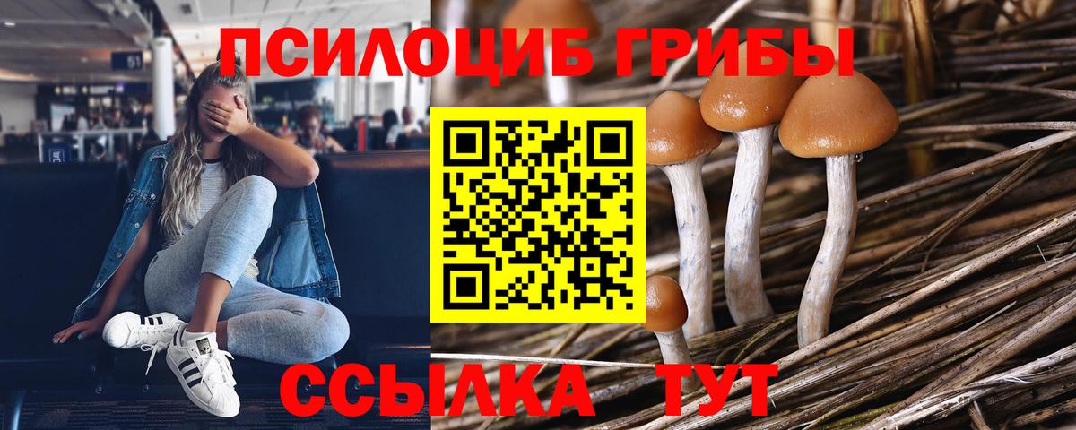дарнет шоп  Вход с VPN  Коломна  Галлюциногенные грибы Psilocybe  Галлюциногенные грибы Psilocybe 